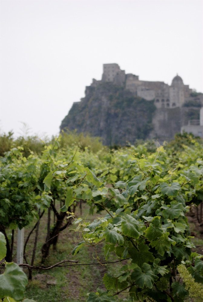 Un vigneto a Ischia Ponte con il Castello Aragonese sullo sfondo